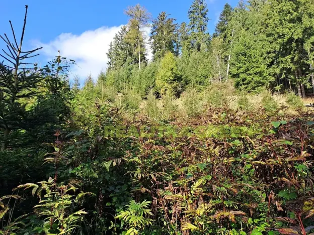 Prodej lesa, Zlín, 152613 m2