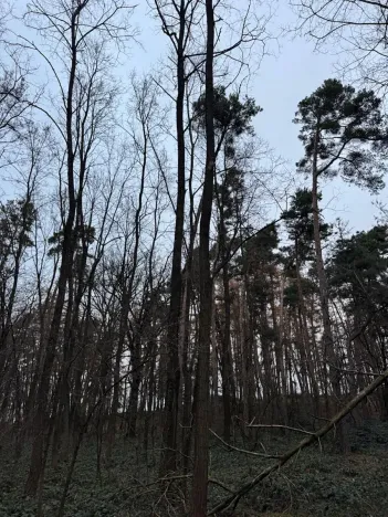 Prodej lesa, Týnec nad Labem, 7079 m2