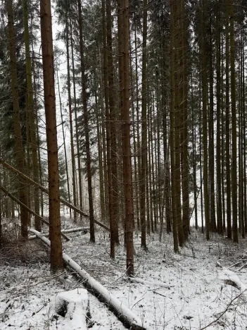 Prodej lesa, Velké Losiny, 7690 m2