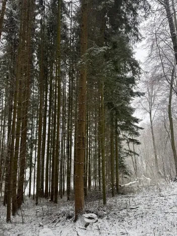 Prodej lesa, Velké Losiny, 7690 m2