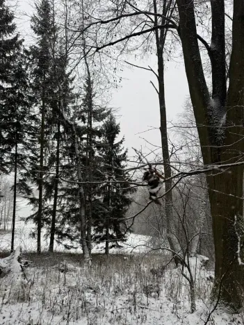 Prodej lesa, Velké Losiny, 7690 m2