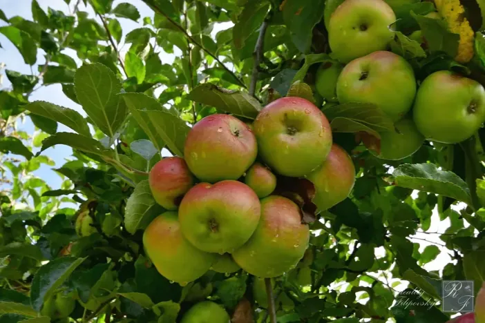 Prodej chaty, Chlumec, 11 m2