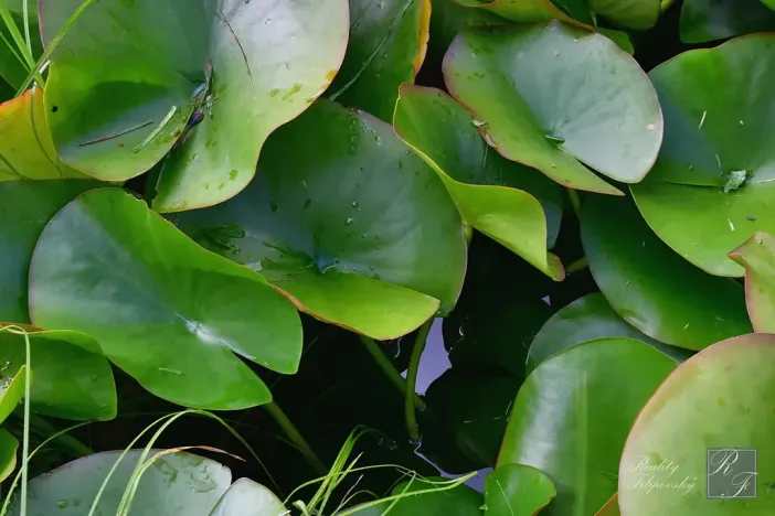 Prodej zahrady, Chlumec, 467 m2