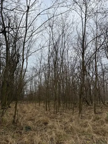 Prodej podílu lesa, Lesonice, 1518 m2
