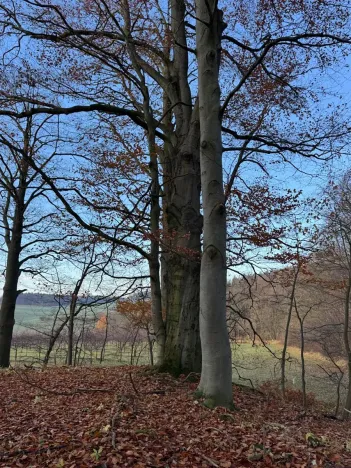 Prodej lesa, Ludmírov, 9585 m2