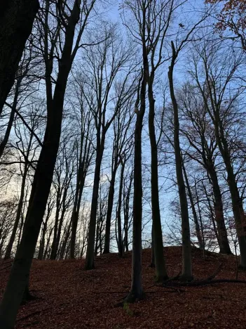 Prodej lesa, Ludmírov, 9585 m2