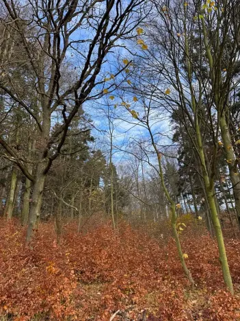 Prodej lesa, Ludmírov, 9585 m2