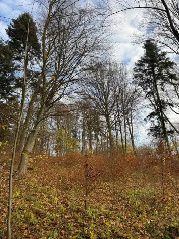 Prodej lesa, Ludmírov, 9585 m2