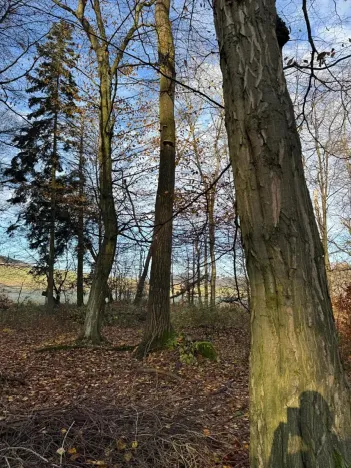 Prodej lesa, Ludmírov, 9585 m2