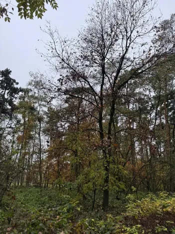 Prodej lesa, Budyně nad Ohří, 3763 m2