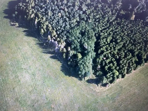 Prodej lesa, Čepřovice, 1644 m2