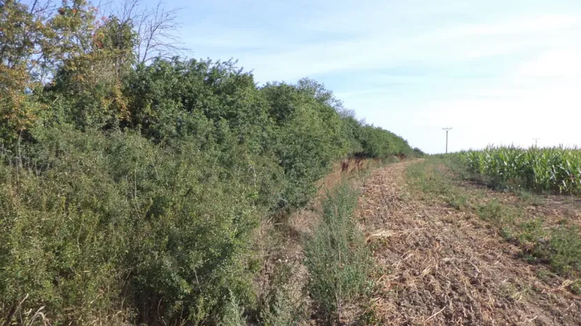 Prodej pole, Žihle, 6167 m2