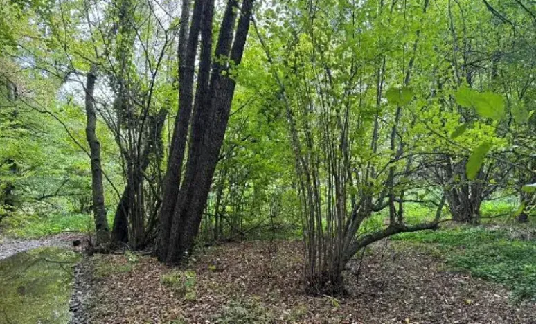 Dražba louky, Velká Polom, 2296 m2