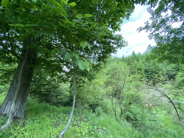 Prodej lesa, Blížejov - Lštění, 4481 m2