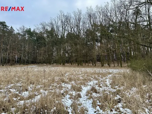 Prodej lesa, Ostřetín, 21595 m2