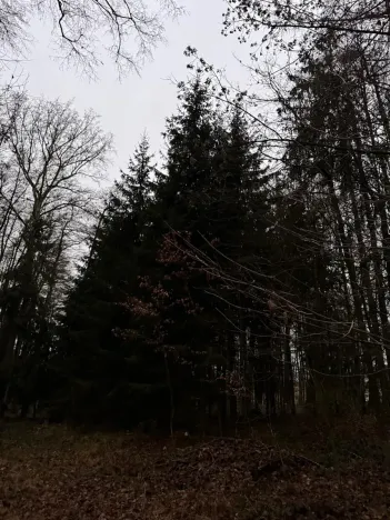 Prodej lesa, Předslav, 6263 m2