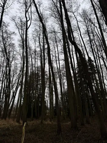 Prodej lesa, Předslav, 6263 m2