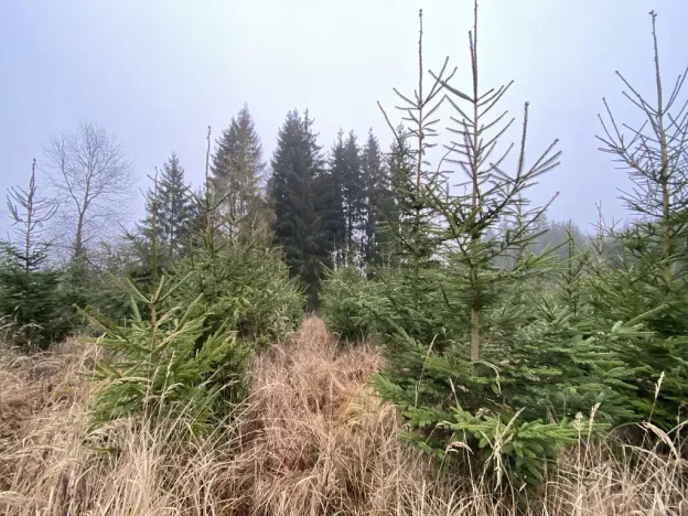 Prodej lesa, Městečko Trnávka - Lázy, 6313 m2