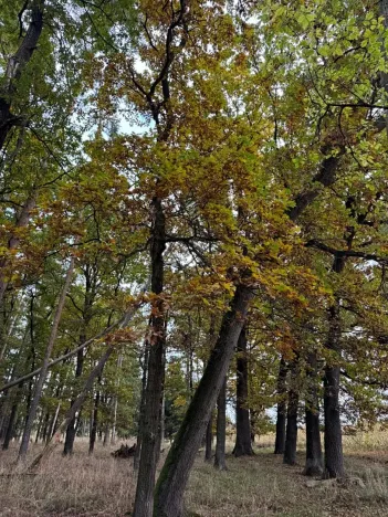 Prodej lesa, Chrášťany, 11900 m2