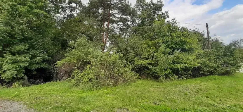 Prodej lesa, Mostkovice, 576 m2