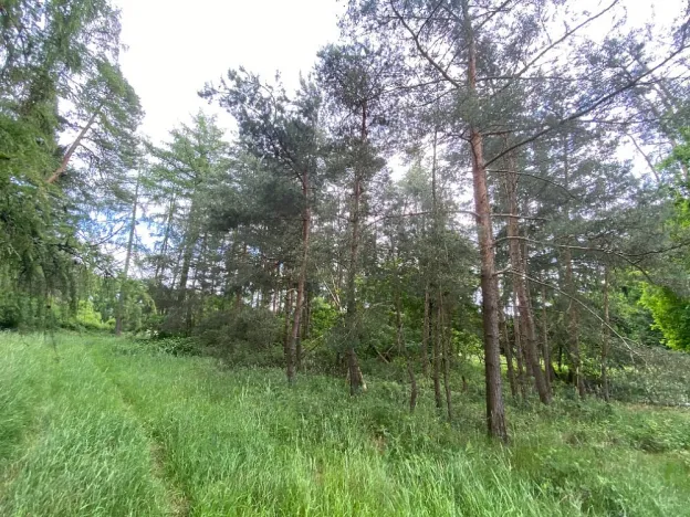 Prodej lesa, Blížejov - Lštění, 4624 m2
