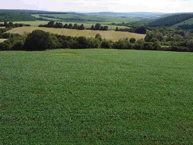 Dražba pole, Dobrkovice, 30944 m2