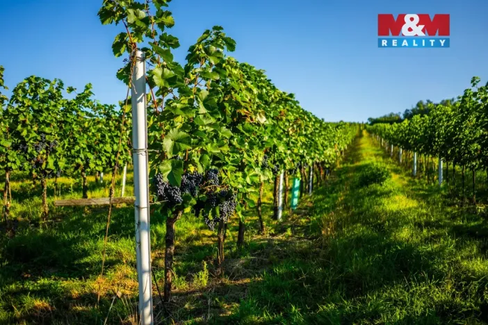 Prodej pole, Šardice, 56699 m2