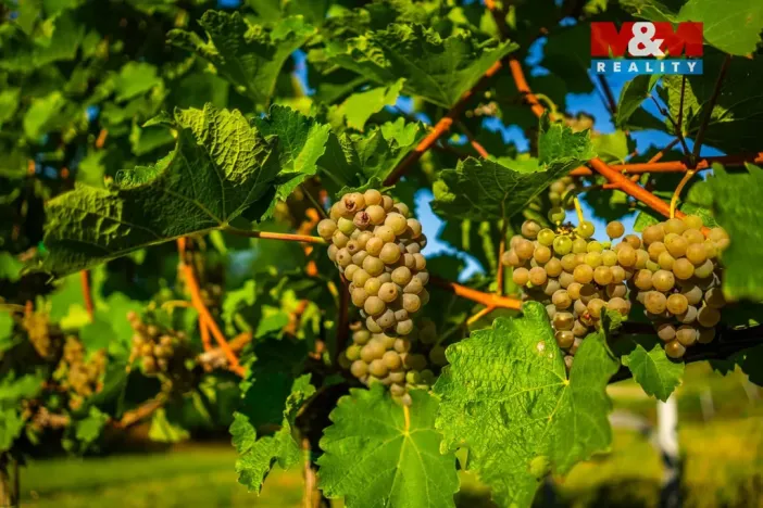 Prodej pole, Šardice, 56699 m2