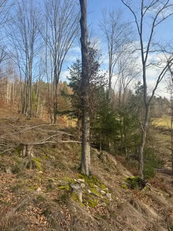 Prodej lesa, Huslenky, 11045 m2