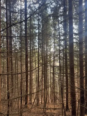 Prodej lesa, Huslenky, 11045 m2