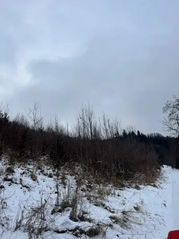 Prodej lesa, Malá Bystřice, 54751 m2