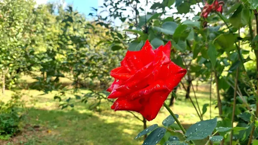 Prodej pozemku, Rybníky, 6544 m2