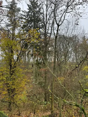 Prodej lesa, Boreč, 3833 m2