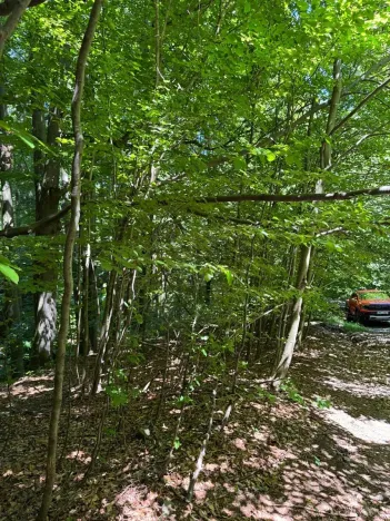 Prodej lesa, Krásná, 824 m2