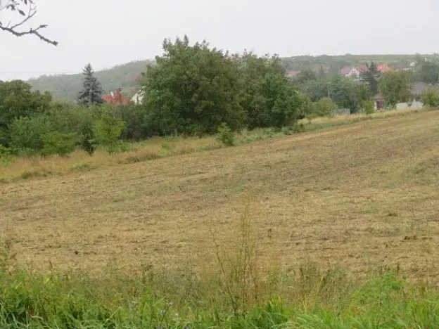 Dražba pole, Pravlov, 1289 m2