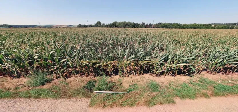 Prodej pole, Moravský Písek, 320 m2