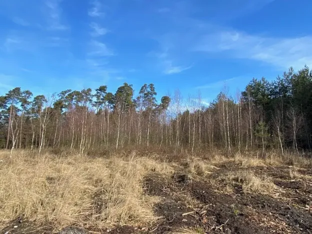 Prodej lesa, Veliny, 5028 m2