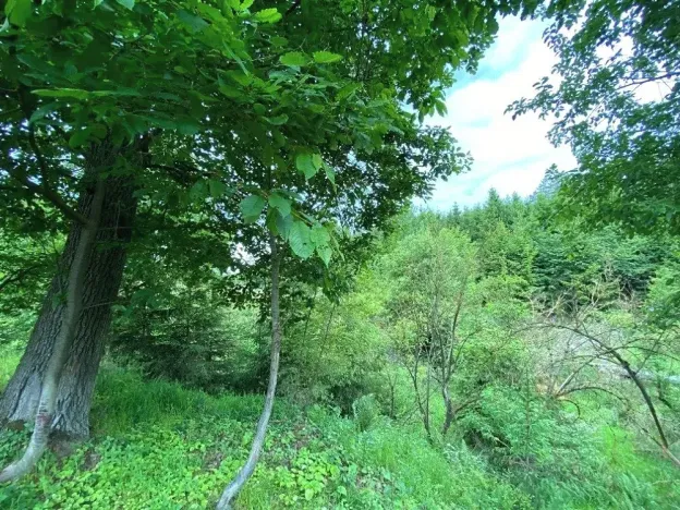 Prodej lesa, Blížejov, 12274 m2