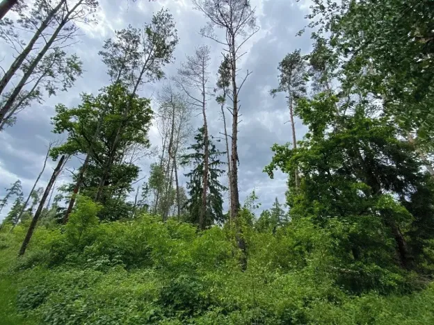 Prodej lesa, Blížejov, 12274 m2