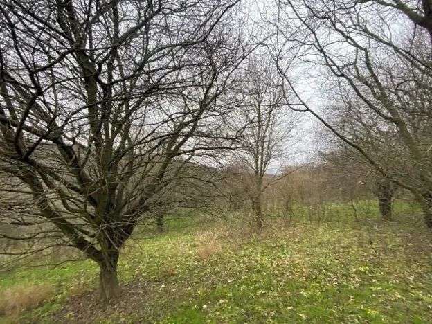 Prodej lesa, Šarovy, 11619 m2