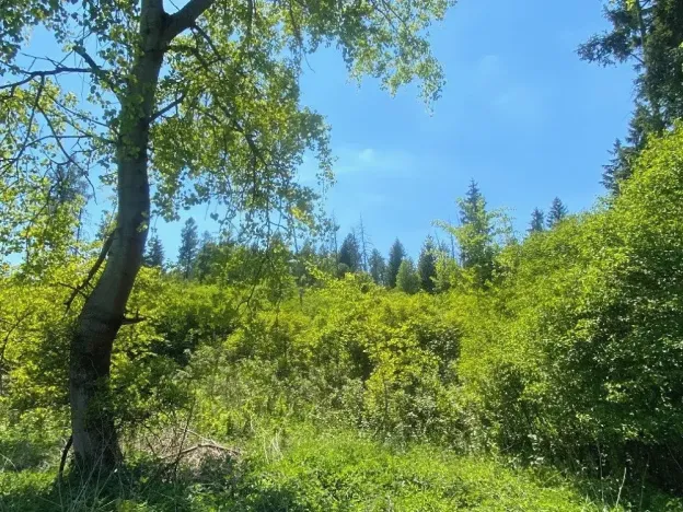 Prodej lesa, Kropáčova Vrutice, 15167 m2