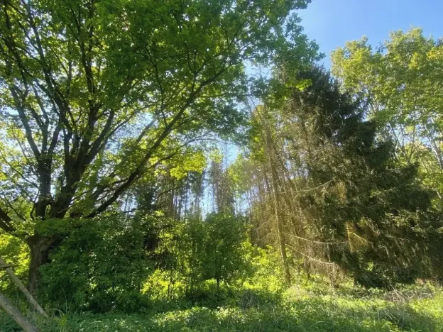 Prodej lesa, Kropáčova Vrutice, 15167 m2