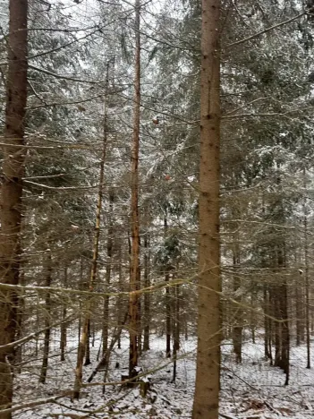 Prodej lesa, Janová, 7449 m2