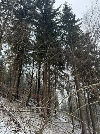 Prodej lesa, Janová, 7449 m2