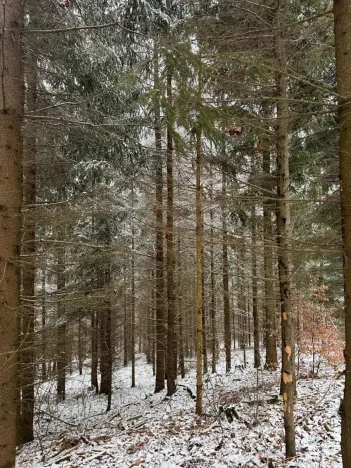 Prodej lesa, Janová, 7449 m2