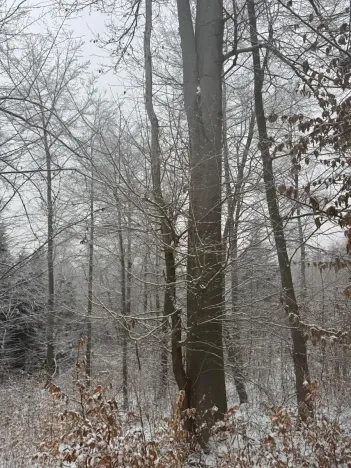 Prodej lesa, Janová, 7449 m2