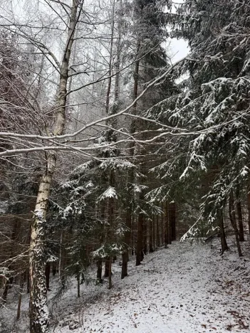 Prodej lesa, Janová, 7449 m2