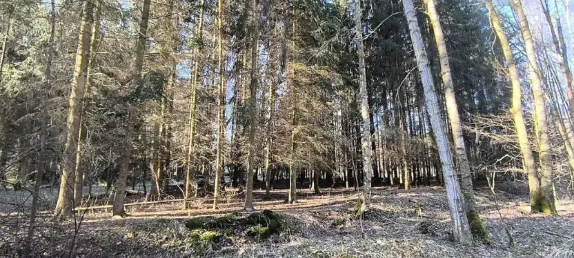 Prodej lesa, Františkovy Lázně, Jezerní, 2956 m2