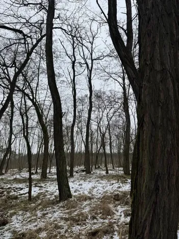 Prodej podílu lesa, Černěves, 9239 m2