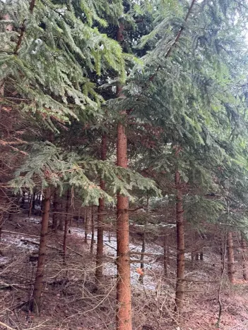 Prodej lesa, Lutonina, 18019 m2